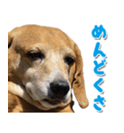 ローリー君のスタンプ（個別スタンプ：9）