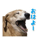 ローリー君のスタンプ（個別スタンプ：11）