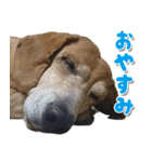 ローリー君のスタンプ（個別スタンプ：12）