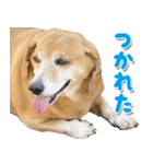 ローリー君のスタンプ（個別スタンプ：13）
