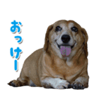 ローリー君のスタンプ（個別スタンプ：14）