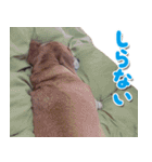 ローリー君のスタンプ（個別スタンプ：16）