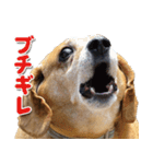 ローリー君のスタンプ（個別スタンプ：22）