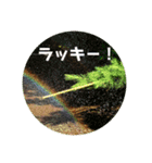 茶庭（個別スタンプ：3）