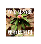 茶庭（個別スタンプ：8）
