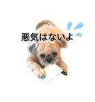 さんちゃん♂のスタンプ（個別スタンプ：2）