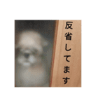 さんちゃん♂のスタンプ（個別スタンプ：6）