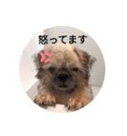 さんちゃん♂のスタンプ（個別スタンプ：8）