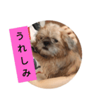 さんちゃん♂のスタンプ（個別スタンプ：9）