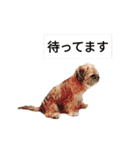 さんちゃん♂のスタンプ（個別スタンプ：15）