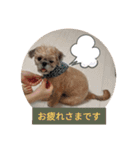 さんちゃん♂のスタンプ（個別スタンプ：16）