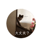チワワのかまちょ（個別スタンプ：6）