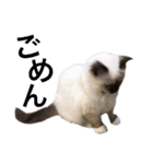 新入り登場！かにねこのきむち（個別スタンプ：5）