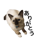 新入り登場！かにねこのきむち（個別スタンプ：12）