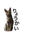 新入り登場！かにねこのきむち（個別スタンプ：15）