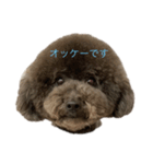 トイプードル 黒 あずき（個別スタンプ：1）