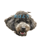 トイプードル 黒 あずき（個別スタンプ：4）