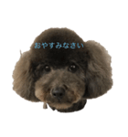 トイプードル 黒 あずき（個別スタンプ：5）
