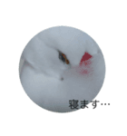 トリバカチャンネルのスタンプ！！第1弾（個別スタンプ：6）