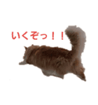 けものCLUB（個別スタンプ：1）