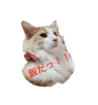 けものCLUB（個別スタンプ：5）