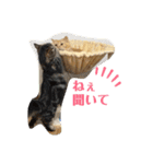 4匹のネコ(1)（個別スタンプ：1）