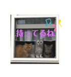 4匹のネコ(1)（個別スタンプ：5）