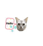 4匹のネコ(1)（個別スタンプ：13）