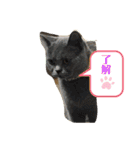 4匹のネコ(1)（個別スタンプ：15）