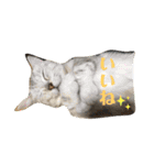 4匹のネコ(1)（個別スタンプ：16）