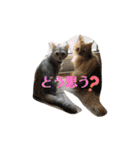 4匹のネコ(1)（個別スタンプ：18）