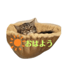 4匹のネコ(1)（個別スタンプ：19）