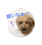 プードルのモア（個別スタンプ：2）