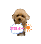 プードルのモア（個別スタンプ：5）