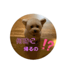 プードルのモア（個別スタンプ：6）