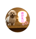 プードルのモア（個別スタンプ：7）