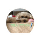 プードルのモア（個別スタンプ：8）