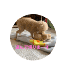 プードルのモア（個別スタンプ：10）