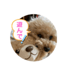 プードルのモア（個別スタンプ：21）