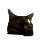 黒猫すたんぷ（個別スタンプ：1）