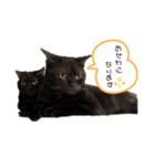 黒猫すたんぷ（個別スタンプ：3）