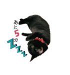 黒猫すたんぷ（個別スタンプ：9）