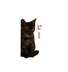 黒猫すたんぷ（個別スタンプ：12）