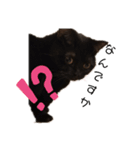黒猫すたんぷ（個別スタンプ：13）