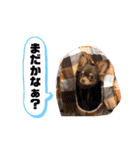 ちゃちゃりーと（個別スタンプ：15）