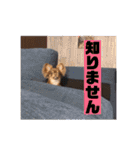 ちゃちゃりーと（個別スタンプ：27）