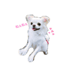Kai＆Reo★chihuahua（個別スタンプ：1）