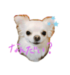 Kai＆Reo★chihuahua（個別スタンプ：2）