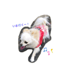 Kai＆Reo★chihuahua（個別スタンプ：3）