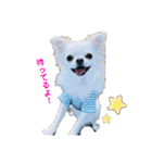 Kai＆Reo★chihuahua（個別スタンプ：4）